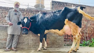 ਬਾਪੂ ਦੇ ਘਰ ਦੀ ਗਾਂ ਵਿਕਾਉ 👌🏻👌🏻ਘੱਟ ਰੇਟ 😱😱Bawa dairy farm