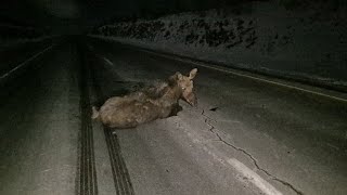 ЗБИВ ЛОСЯ🤢 Важкий тиждень продовжується.