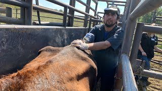 Dirty jobs alert! Pregnancy checking cows goes hi-tech