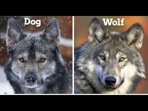 Are dogs and wolves the same species?