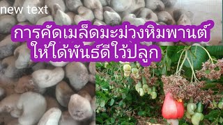 คัดเมล็ดพันธุ์มะม่วงหิมพานต์ในสวนให้ใด้พันธ์ดี