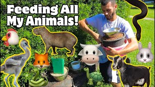 Cute Baby Goats Playing And Jumping In Pajamas Youtube