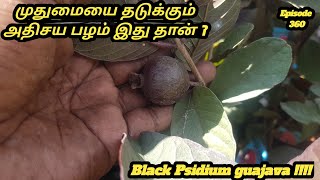 முதுமையை தடுக்கும் அதிசய பழம் இது தான் #Black Psidium guajava # கருப்பு கொய்யா #இளமை பழம் இது தான் #