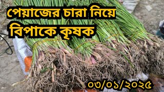 03/01/2025 আজকে পেঁয়াজের চারা হালির বাজার দর || Seedling onions price in Bangladesh ||