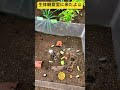 【当麻世界の昆虫館パピヨンシャトー】②生態観察室で展示されている昆虫を観察したよ🪲北海道上川郡当麻町✨ ninjya shorts 旭川市 トレーシー スティーブ パピヨンシャトー