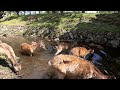 【鹿】川に集まった鹿さん　　／／ 奈良公園 奈良 鹿 鹿さん 子鹿 小鹿 ロクさん narapark naradeerpark