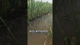 #शेतकरीbrand #farming #shetkaribrand #agriculturalsystem #farmer #shetakariraja