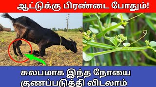 ஆட்டுக்கு பிரண்டை போதும்! இந்த நோயை குணப்படுத்தி விடலாம்