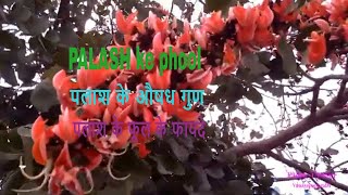 PALASH ke phool | पलाश के फूल के फायदे | पलाश के औषधि गुण | Benefits of Butea monosperma | PALASH