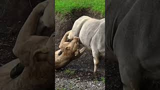 Hunting an eland is an extreme sport for the lions 🦁🔥 #lion #animals #nature #shortsfeed #shorts