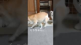 11/17認知症の柴犬くぅです#柴犬