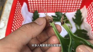 长寿花叶片这样扦插，生根快成活率高，一盆变多盆