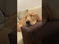 寝落ち寸前の犬　 골든리트리버　 goldenretriever 大型犬 ゴールデンレトリバー shorts 金毛 レトリバー