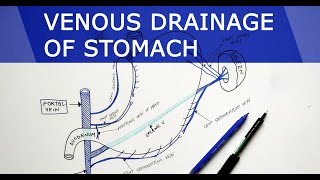 Venous drainage of Stomach | Anatomy Tutorial