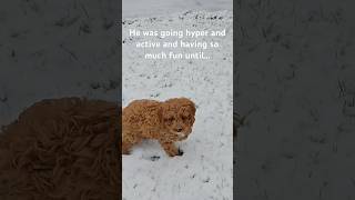 Pandu’s first snow ❄️ #pandu #snowfall #winter  #firstsnowfall #cavapoopuppy #playtime #funnyvideo