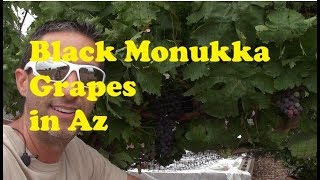 Black Monukka Grapes