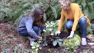 Planting Hellebore