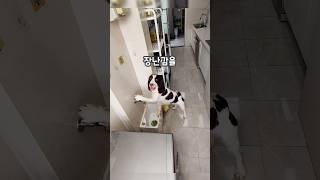 이게 정말 가능하다고? 개똑똑 🐾❤️ #shorts #천재견 #강아지 #pets #animals #funny #cute #cutedog