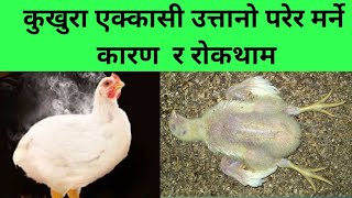 गर्मीको बेलामा ब्रोइलर कुखुरा मर्ने कारण/poultry Nepal Tv Santosh Adhikari/local challa suppilers