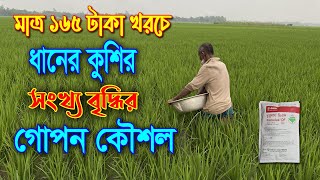 মাত্র ১৬৫ টাকা খরচ করে কিভাবে ধানে কুশি ও পাশকাঠি, শিকড় বৃদ্ধি হবে জেনে নিন