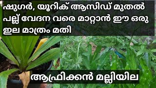 AFRICAN MALLI | MEXICAN MALLI | ആഫ്രിക്കൻ മല്ലി| പ്രമേഹം,യൂറിക് ആസിഡ് എന്നിവ നിയന്ത്രിക്കാം