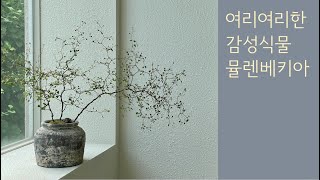 딥가든 ∣ 여리여리한 감성식물 뮬렌베키아 ∣ ☘