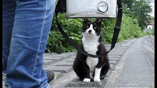 【地域猫】クロロの投薬を羨ましそうにチビが見ているのでオイカワを釣ってきてあげました。【魚くれくれ野良猫製作委員会】