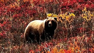 育空北极阿拉斯加万里行D15: 惊喜不断观野生动物之旅 #alaska #denali #grizzlies #bear