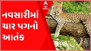 નવસારીઃ આ ગામમાં દીપડાના લટાર મારતા વીડિયોથી ગ્રામજનોમાં ફફડાટ, જુઓ ગુજરાતી ન્યૂઝ