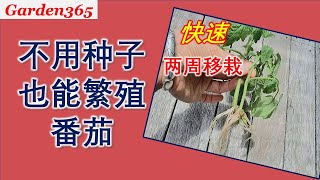 【番茄】番茄繁殖｜不用种子｜一棵变多棵