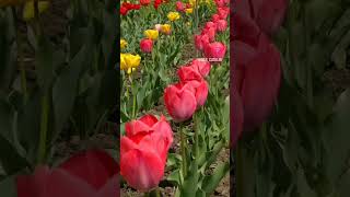 Tulipanes