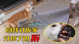 珍島犬拆家現場！咬壞節目組兩台相機，還崩掉了自己的牙