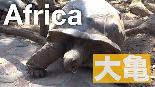 タンザニアの亀がデカすぎる Turtles in Prison Island