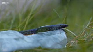 Great Crested Newts on Cities: Nature's New Wild (2019)