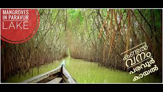 V014 | Mangrove in Paravur lake, kollam | പരവൂർ കായലിലെ കണ്ടൽ വനം | Mangrove Island