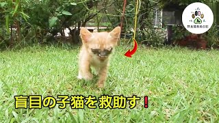 目が見えない子猫と母猫の心温まる物語