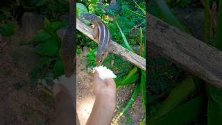 එයාලා කවදාවත් බොරුවට ආදරේ කරන් නෑ..❤️🥺 #squirrel #गिलहरी #viral #subscribe #youtubeshorts