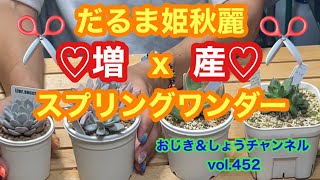 【多肉植物】vol.452 ダルマ姫秋麗xスプリングワンダーを増やします！ #succulent #gardening #rooftop