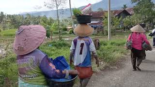 Early Morning Walk in a Small indonesia Village - west sumatra | Indonesia village life