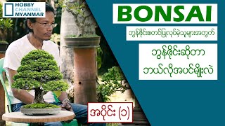 (Bonsai ) ဘွန်ဇိုင်းစတင်ပြုလုပ်မဲ့ ဝါသနာရှင်များအတွက် ဘွန်ဇိုင်းဗဟုသုတများ အပိုင် (၁)