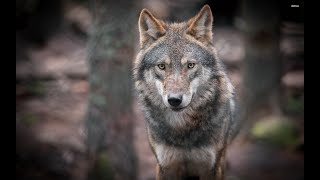 Wild Italy - Il ritorno del lupo in Italia [Documentario]