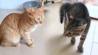 何の前触れもなく子猫が突然\