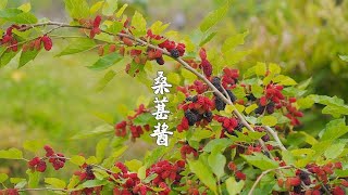 蜂蜜桑葚醬，原來桑葚醬這樣熬，味道更好更耐放【潮州山哥】