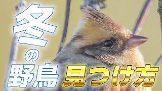 【絶対見たい！】人気の冬の野鳥を見つける方法