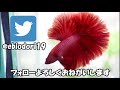 【アクアリウム】やっちまった（涙）メダカの稚魚あわや全滅　隔離ネット変更します！