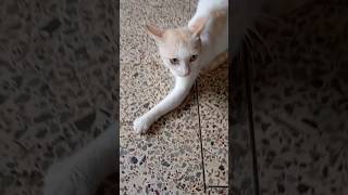 ഇപ്പോ ഇറങ്ങിക്കോ       #petlover  #doglover  #youtubeshorts  #cutecat #catlover #cats