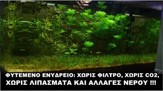 ΦΥΤΕΜΕΝΟ ΕΝΥΔΡΕΙΟ ΣΤΗΝ ΠΕΝΑ: ΧΩΡΙΣ ΦΙΛΤΡΟ, ΧΩΡΙΣ CO2 , ΧΩΡΙΣ ΛΙΠΑΣΜΑΤΑ ΚΑΙ ΑΛΛΑΓΕΣ ΝΕΡΟΥ !!! 🍃🐟😘