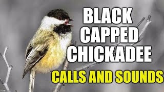 Black-capped Chickadee Calls