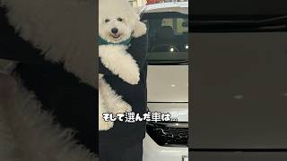 おもちの事を考えて素敵な車を選びました🥺ビションフリーゼ♯おもち♯アフロ犬♯可愛い♯犬♯小型犬♯もふもふ♯shorts♯ショート