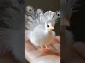 a little cute peacock 🦚🤩 viral cute short peacock @wildlife advantureinhindi